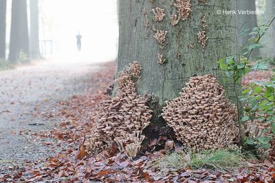 Armillaria ostoyae - Sombere Honingzwam 2.JPG