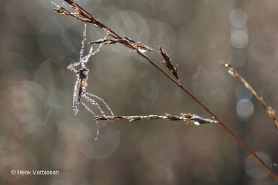 Tipula spec. - Langpootmug onbekend 3.JPG