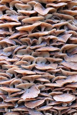 Armillaria ostoyae - Sombere Honingzwam 5.JPG