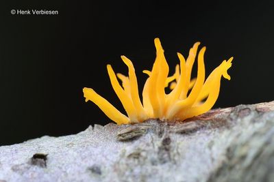 Dacrymycetaceae
