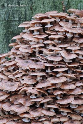 Armillaria ostoyae - Sombere Honingzwam 4.JPG