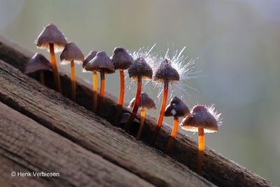 Mucoraceae