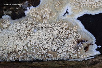 Mycoacia nothofagi - Geurende Stekelkorstzwam 11.JPG