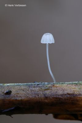 Mycenaceae