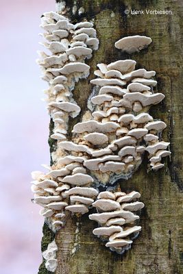 Trametopsis cervina - Reebruin Elfenbankje 1.JPG