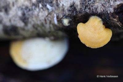Protocrea pallida - Kaaszwamkussentjeszwam.JPG