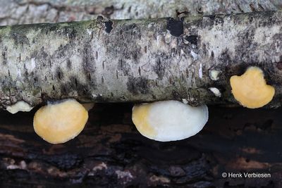 Tyromyces chioneus - Sneeuwwitte Kaaszwam.JPG