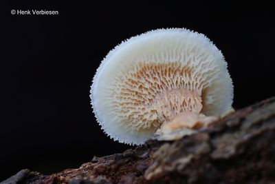Phlebia tremellosa - Spekzwoerdzwam 4.JPG