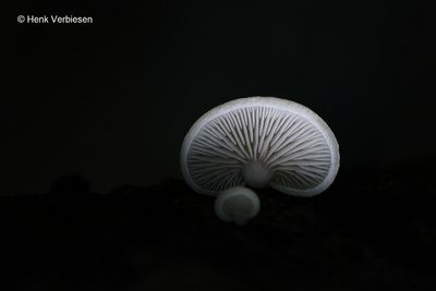 Crepidotus mollis - Week Oorzwammetje 4.JPG