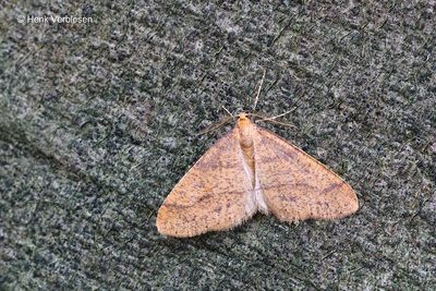 Agriopis aurantiaria - Najaarsspanner.JPG