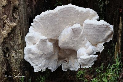 Bondarzewiaceae