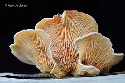 Tapinellaceae