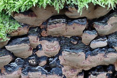 Phellinus conchatus - Bruinzwarte Vuurzwam 2.JPG