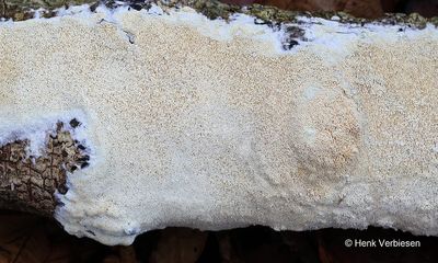 Schizoporaceae