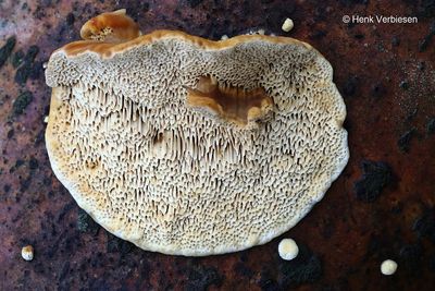 Coriolopsis trogii - Bleke Borstelkurkzwam 4.JPG