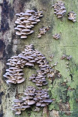 Pleurotaceae