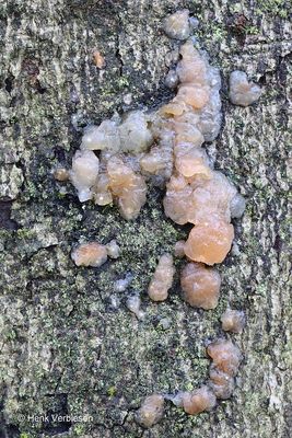 Exidiaceae