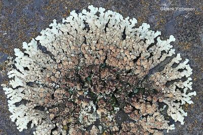 Cercidospora macrospora.JPG