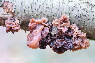 Tremellaceae