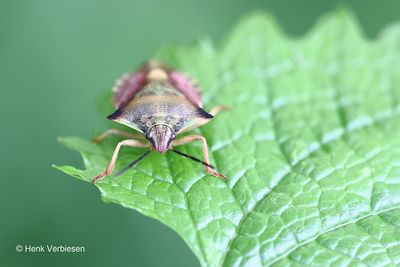 Carpocoris fuscispinus - Beemdkroonschildwants 3.JPG