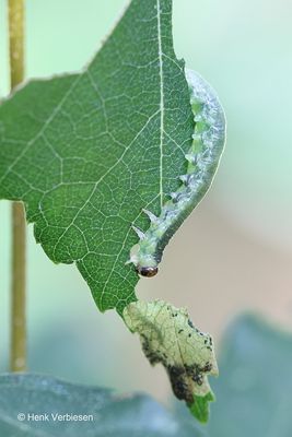 Hemichroa australis 4.JPG