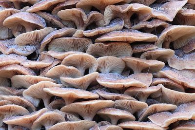 Armillaria ostoyae - Sombere Honingzwam 6.JPG
