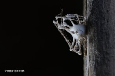 Engyodontium aranearum 5.JPG