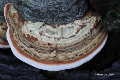 Fomes fomentarius - Echte Tonderzwam 10.JPG