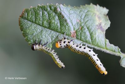 Argidae