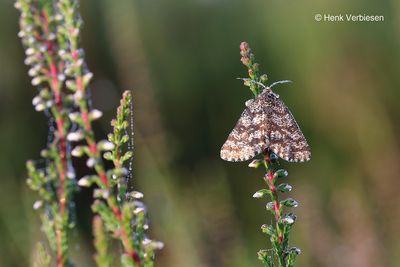 Ematurga atomaria - Gewone Heispanner 2.JPG
