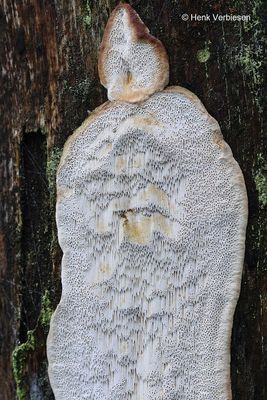 Antrodia serialis - Kurkstrookzwam 5.JPG