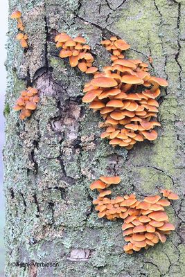 Flammulina velutipes - Gewoon Fluweelpootje 1.JPG