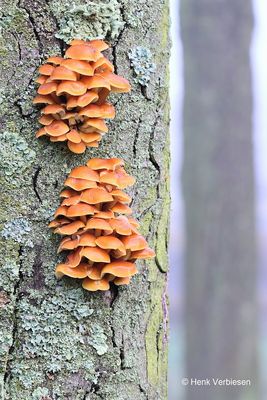 Flammulina velutipes - Gewoon Fluweelpootje 2.JPG