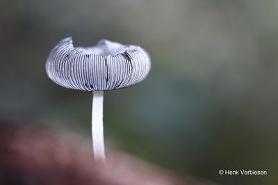 Psathyrellaceae