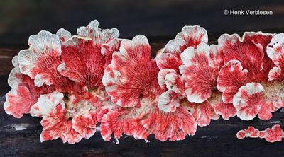 Hypomyces rosellus - Hangende Zwameter 2.JPG