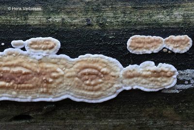 Dacryobolus karstenii - Papilkorstzwam 1.JPG