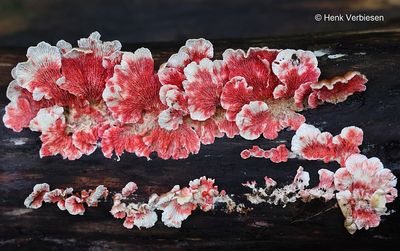 Hypocreaceae