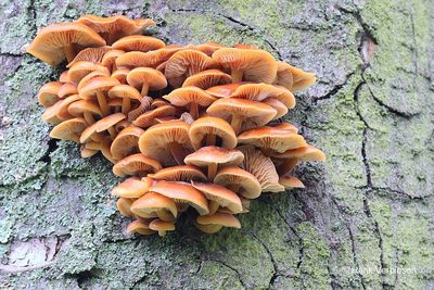 Physalcriaceae