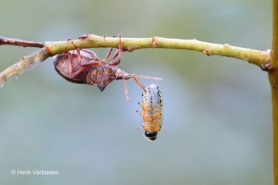 Picromerus bidens - Tweetandschildwants 2.JPG