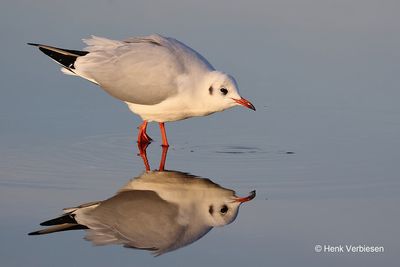 Laridae - Meeuwen / Sterns