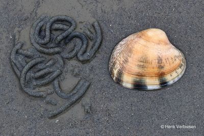 Molluscs Bivalves