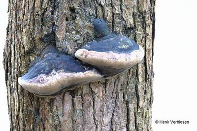 Hymenochaetaceae