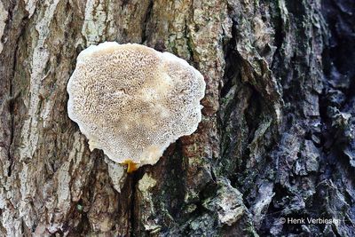 Trametes suaveolens - Anijskurkzwam.JPG