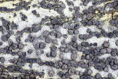 Melogramma campylosporum - Maansikkelsporig Korstschijfje.JPG