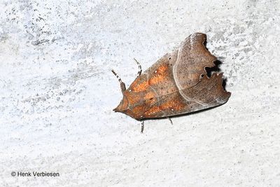 Scoliopteryx libatrix - Roesje 2.JPG