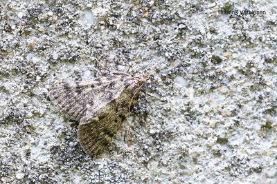 Other Moths
