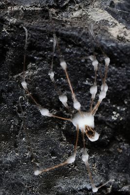 Engyodontium aranearum 4.JPG