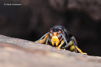 Vespa velutina nigrithorax - Aziatische Hoornaar 1.JPG