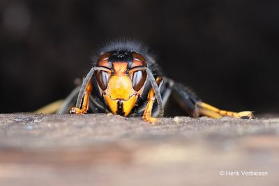 Vespidae