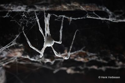 Engyodontium aranearum 3.JPG